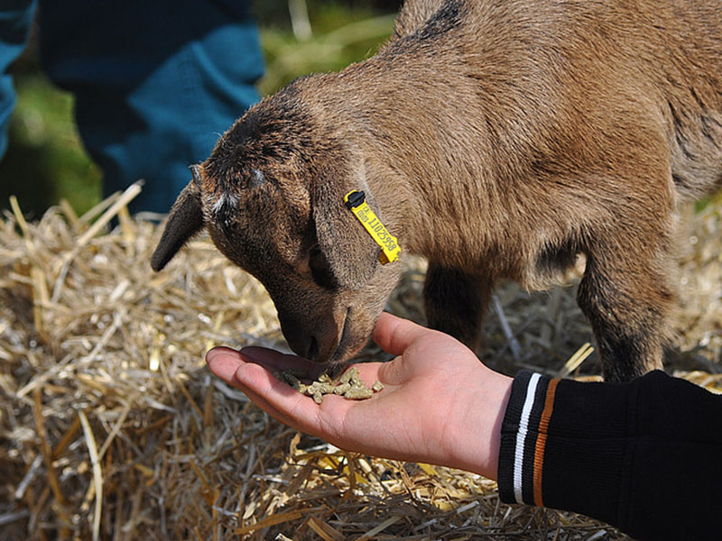 黃曲霉毒素定量檢測儀保障飼料安全 黃曲霉毒素定量檢測儀保障飼料安全