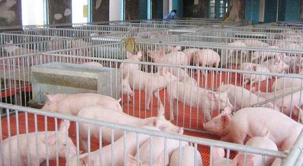 養(yǎng)豬廠廢水應該怎么處理？該選用哪種處理方法？-樂中環(huán)保