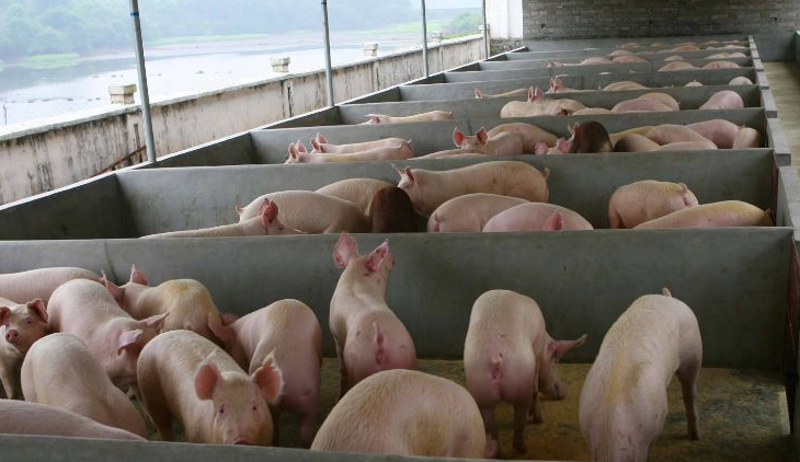 養(yǎng)豬場污水怎么處理比較好？-樂中環(huán)保