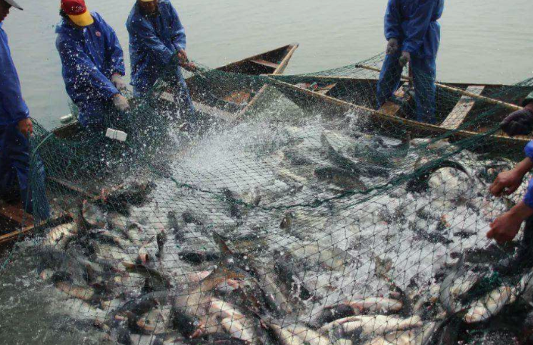 水產(chǎn)養(yǎng)殖污水成分詳細(xì)介紹，一起來(lái)學(xué)習(xí)吧