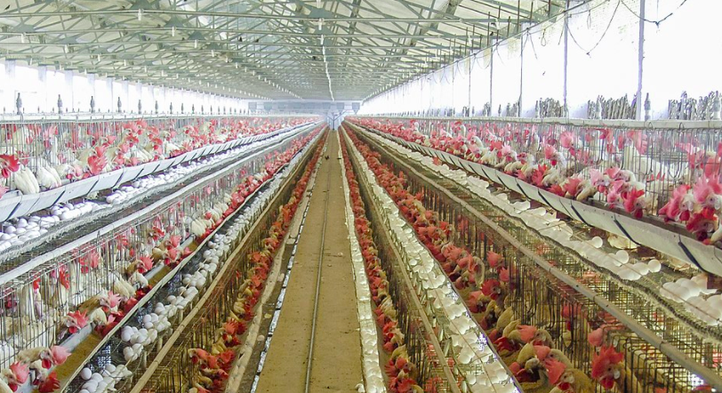 養(yǎng)殖場(chǎng)廢水如何正常處理？-青島樂中環(huán)保