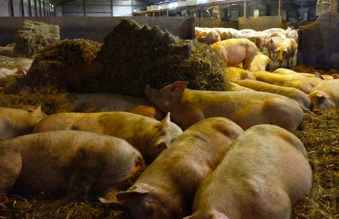 養(yǎng)豬場污水處理方法有哪些？選對工藝成本低效果好！