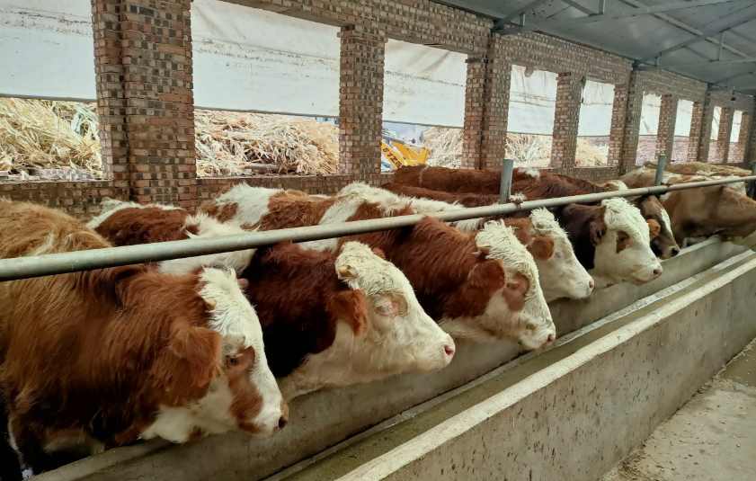 養(yǎng)牛場污水處理設(shè)備需要多少錢，價(jià)格？