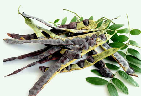 皂腳和皂角的區(qū)別是什么（皂腳和皂角一樣嗎？）