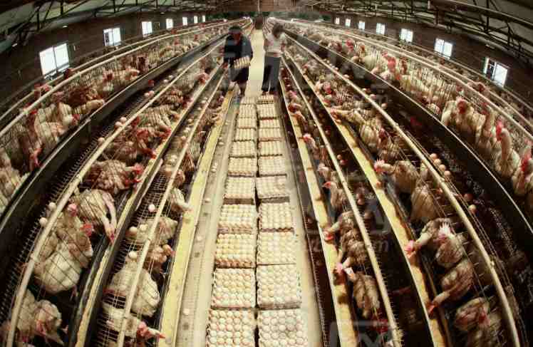 養(yǎng)殖場(chǎng)高壓清洗機(jī)什么牌好（養(yǎng)殖場(chǎng)高壓清洗機(jī)廠(chǎng)家分享）