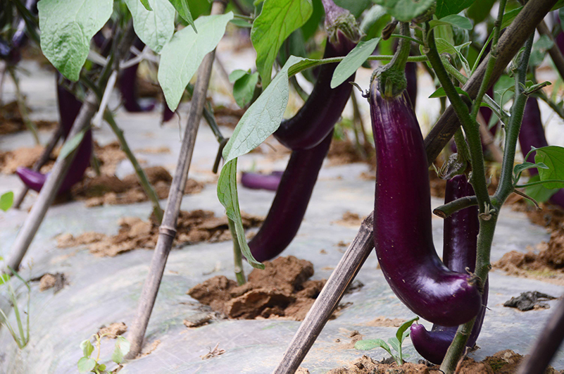土壤養(yǎng)分檢測儀 土壤養(yǎng)分檢測儀