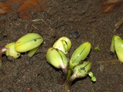 種子發(fā)芽箱廠家哪家好？